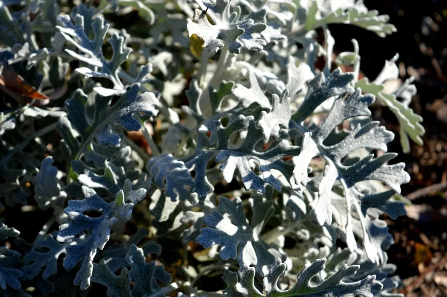 Silver polish